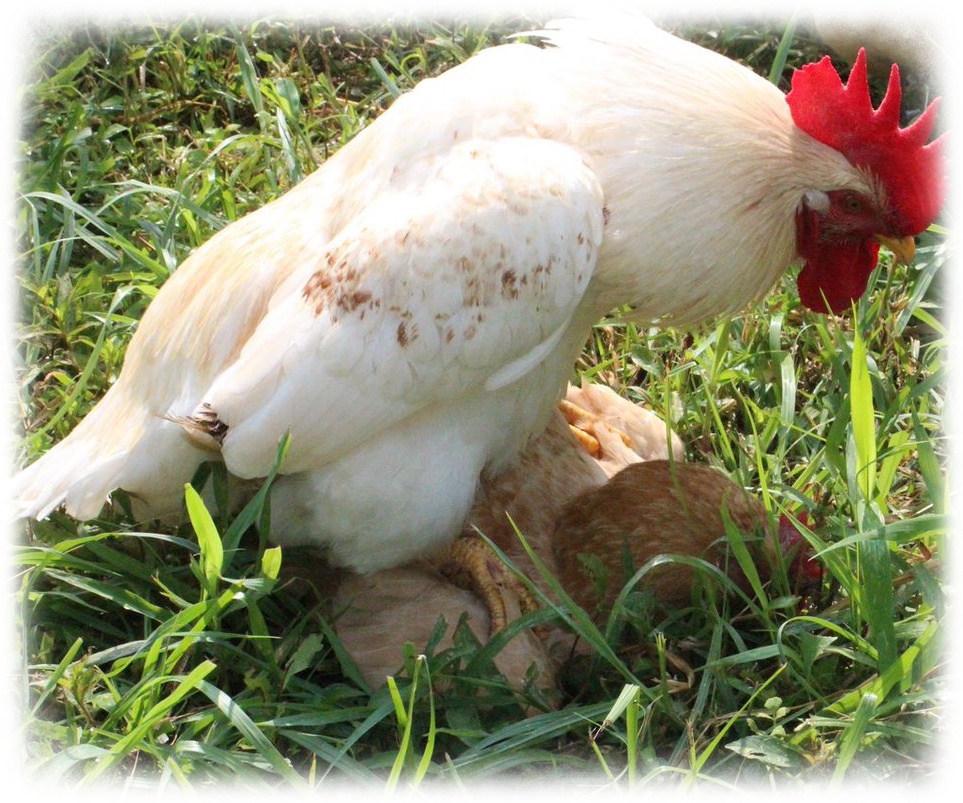 交尾中に雌鶏が大怪我 対策は アベノマスクに救われたニワトリ かえであーたんファミリー